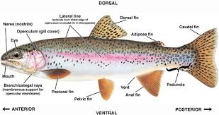 Download scientific diagram | histopathology of ceratomyxa shasta in oncorhynchus mykiss. Guide To Finfish Lesions Fish Fish Anatomy Rainbow Trout Fishing