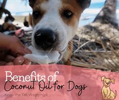 Applying olive oil to a dog's. 13 Amazing Benefits Of Coconut Oil For Dogs Keep The Tail Wagging