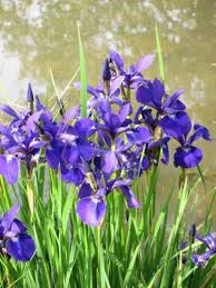 When is the best time to plant iris? Planting A Water Iris What Are Water Iris Growing Conditions
