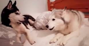 Doch gerade bei flugreisen gibt es einiges zu beachten: Der Streit Dieser Beiden Hunde Die Gemeinsam Im Bett Liegen Bringt Die Ganze Welt Zum Lachen