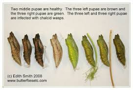 swallowtail chrysalis healthy vs parasitized butterfly