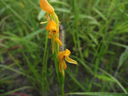 Image result for Platycoryne