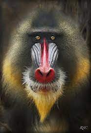 Perillas By Roge Solana On 500px Mandrill Baboon Animal Noses