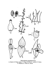 Image result for Utricularia scandens
