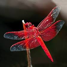 139 Twitter Dragonfly Beautiful Bugs Flying Insects