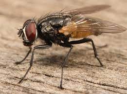 Should I Throw Away Food Once A Fly Has Landed On It