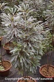 Image result for Plerandra