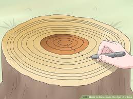 2 Easy Ways To Determine The Age Of A Tree Wikihow