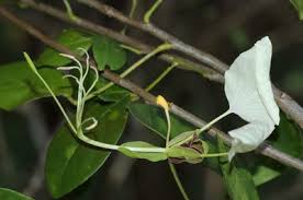 Image result for Cadaba kirkii