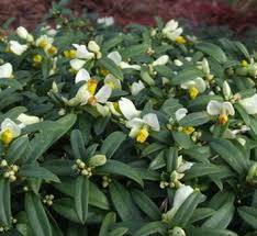 Image result for Polygala marensis