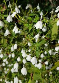 Image result for Rhinacanthus