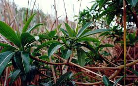 Image result for Rauvolfia afra