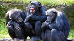 Resultado de imagem para chimpanzés brincando