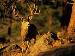 2019 whitetail rut outdoor life