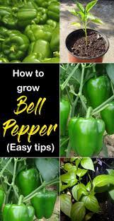 How To Grow Bell Peppers In Containers Growing Bell Peppers Sweet Peppers Growing Bell Peppers Container Gardening Vegetables Stuffed Peppers
