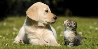 O'nun için hesaplar, en taze içeriklerle hiç bir katkı maddesi kullanmadan üretir, o'na özel porsiyonlar halinde günlük olarak paketler ve kapınıza kadar getirir. Katy Tx Pet Sitter Pet Service 77450 Happy Tails Pet Sitting