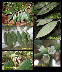 Image result for Lasianthus