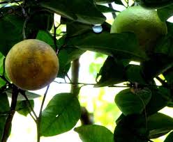 Image result for Citrus × aurantium