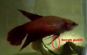 Maybe you would like to learn more about one of these? Daftar Penyakit Ikan Cupang Dan Cara Mengobatinya