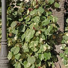 Image result for Hibiscus tiliaceus