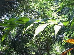 Image result for Chamaedorea oblongata