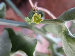 Image result for Kedrostis foetidissima