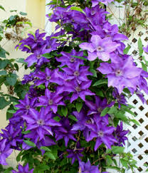 This exceptional new clematis also reblooms heavily in late summer with slightly smaller flowers for an. The President Clematis 1 Gallon Trellis Vines Perennial Clematis All Gardener Direct