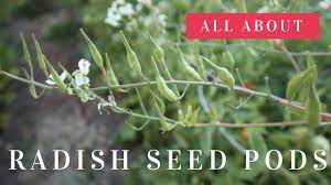Spade underneath the planting to harvest long daikon roots without breaking them. My Radishes Went To Seed Edible Radish Seed Pods Quick Tips Youtube