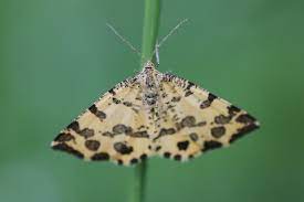 Günter krings nordeifel er ist kein gefährliches raubtier, der pantherspanner. Naturspektrum Pantherspanner Pseudopanthera Macularia Arteninfo Mobil