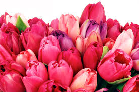 World of flowers & gifts. Eddie S Garden Center Florist Visit Lookout Mountain