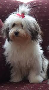 Meet Young Female Havanese A Petfinder Adoptable Havanese Dog Randolph Nj Adorable Little Girl A Little Over A Y Havanese Dogs Havanese Havanese Puppies