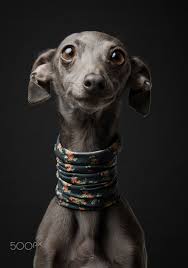 The italian greyhound is very dependent and does not do well in a kennel type environment. Adi Adi An Italian Greyhound Greyhound Puppy Italian Greyhound Italian Greyhound Dog
