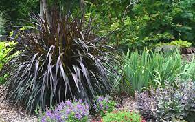 Check spelling or type a new query. Buy Princess Caroline Hardy Purple Fountain Grass Free Shipping For Sale From Wilson Bros Gardens Online