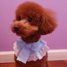 Use our search bar for your needs. Miniature Poodle Puppies For Sale Uk Miniature Poodle Puppy Toy Poodle Puppies Poodle Puppy Miniature