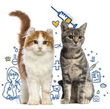 Cat capsule (or gacha (ガチャ) in the japanese version) is an area where the player can spend cat tickets, rare cat tickets, lucky tickets and cat food to obtain cat units and ability capsules. Cat Vaccinations Mercy Pet Clinic