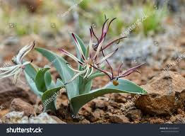 Image result for Ornithoglossum