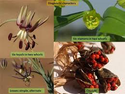 Image result for Colchicaceae