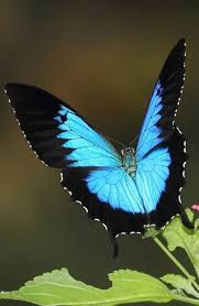 We did not find results for: Pin By Wittmann On Butterflies Butterfly Spirit Animal Butterfly Species Beautiful Butterflies
