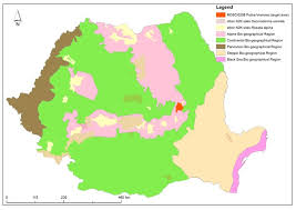 Se hrãneşte cu insecte şi larve de sub scoarţã şi din trunchiurile arborilor, în care face gãuri circulare. Conservation Of Saproxylic Beetles In The Carpathians