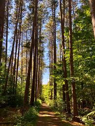 In years past, in late summer, we've attended the annual classical music concert among the tall pines (magical), in. Cumming Nature Center Naples 2021 All You Need To Know Before You Go Tours Tickets With Photos Tripadvisor