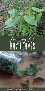 Foraging For Bay Leaves Herbs Edible Wild Plants Wild Food Foraging