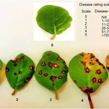 One common species, trianthema portulacastrum, desert horse purslane, is frequent as a weed in agricultural areas and is widely distributed. Pdf Gibbago Trianthemae Simmons A Biocontrol Agent Of Horse Purslane Weed Research And Prospect