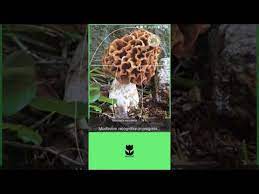 If you want to install and use the mushroom identification app on your pc or mac, you will need to download and install a desktop app emulator for your computer. Mushrooms App Apps On Google Play