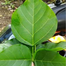 Dadap serep merupakan tanaman herbal legendaris yang biasa digunakan sebagai obat tradisional sejak nenek moyang kita. 5pcs Bibit Batang Daun Dadap Serep Panjang 30cm Shopee Indonesia
