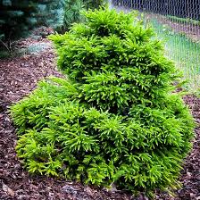 Check spelling or type a new query. Magic Dragon Cryptomeria Trees For Sale Online The Tree Center