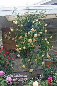 Shrub Vs Climbing David Austin Roses Forum Gardenweb Climbing Roses Golden Celebration Rose Rose