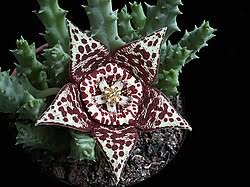 Image result for Orbea paradoxa