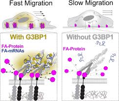G3BP1 ribonucleoprotein complexes regulate focal adhesion protein mobility  and cell migration: Cell Reports