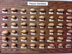 13 best pecan appreciation images pecan trees to plant