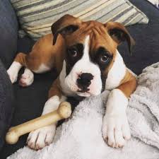 Fayetteville, nc dog and puppy classified ads. Howard S Boxers Home Facebook